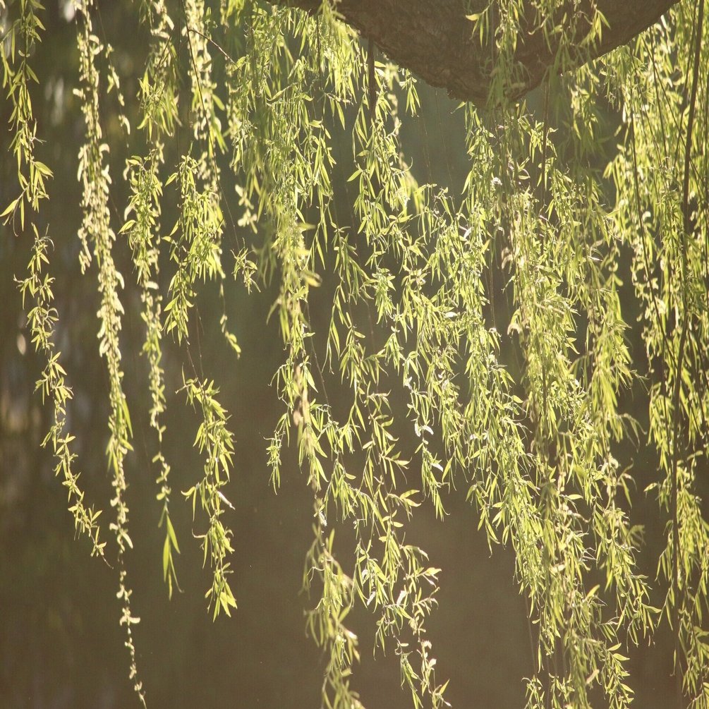 庭掃いて出でばや寺に散る柳 芭蕉の風景 ほんのひととき Note