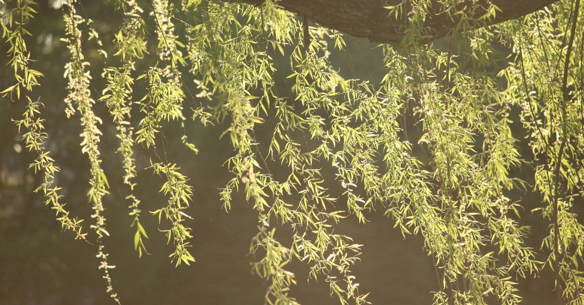 庭掃いて出でばや寺に散る柳 芭蕉の風景 ほんのひととき Note 庭掃いて出でばや寺に散る柳 芭蕉の風景 ほんのひととき Note