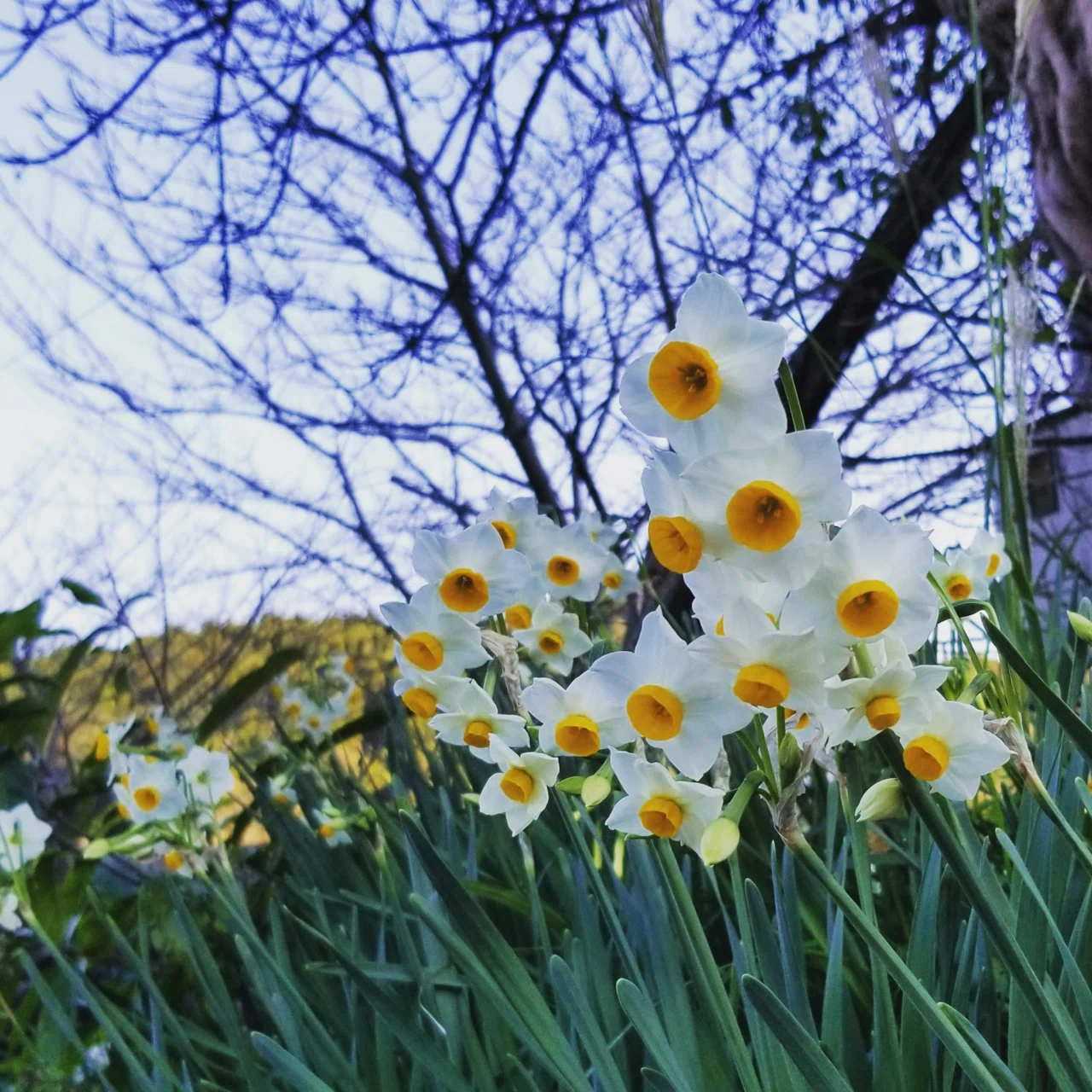 The Autumn Gardening Season is Here! Introducing Recommended