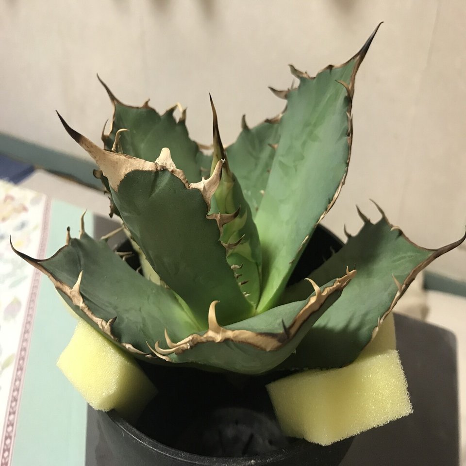 【特大幅17cm】匿名配送　アガベ 海王 鉢まま発送 発根管理中 親株クラス 特大幅17cm】アガベ チタノタ 海王 鉢まま発送 発根管理中 親株クラス