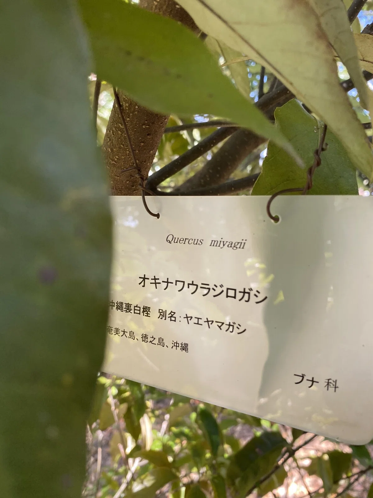 画像16