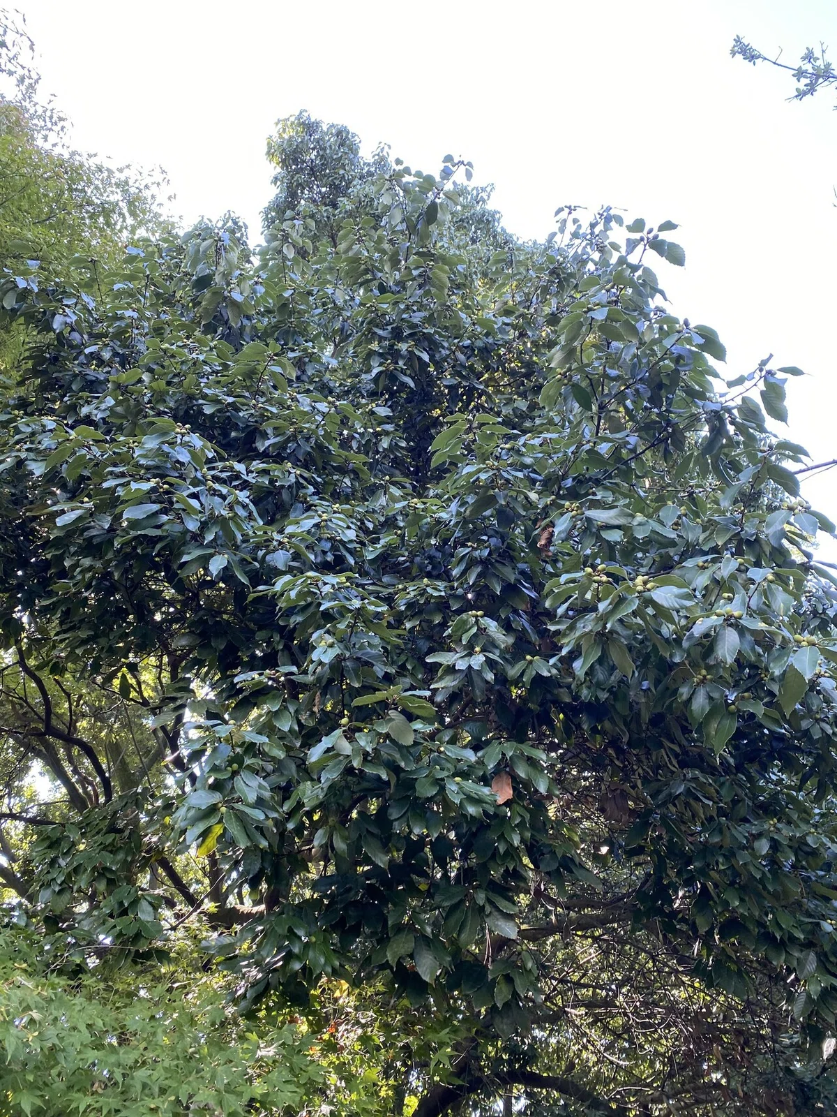 画像19