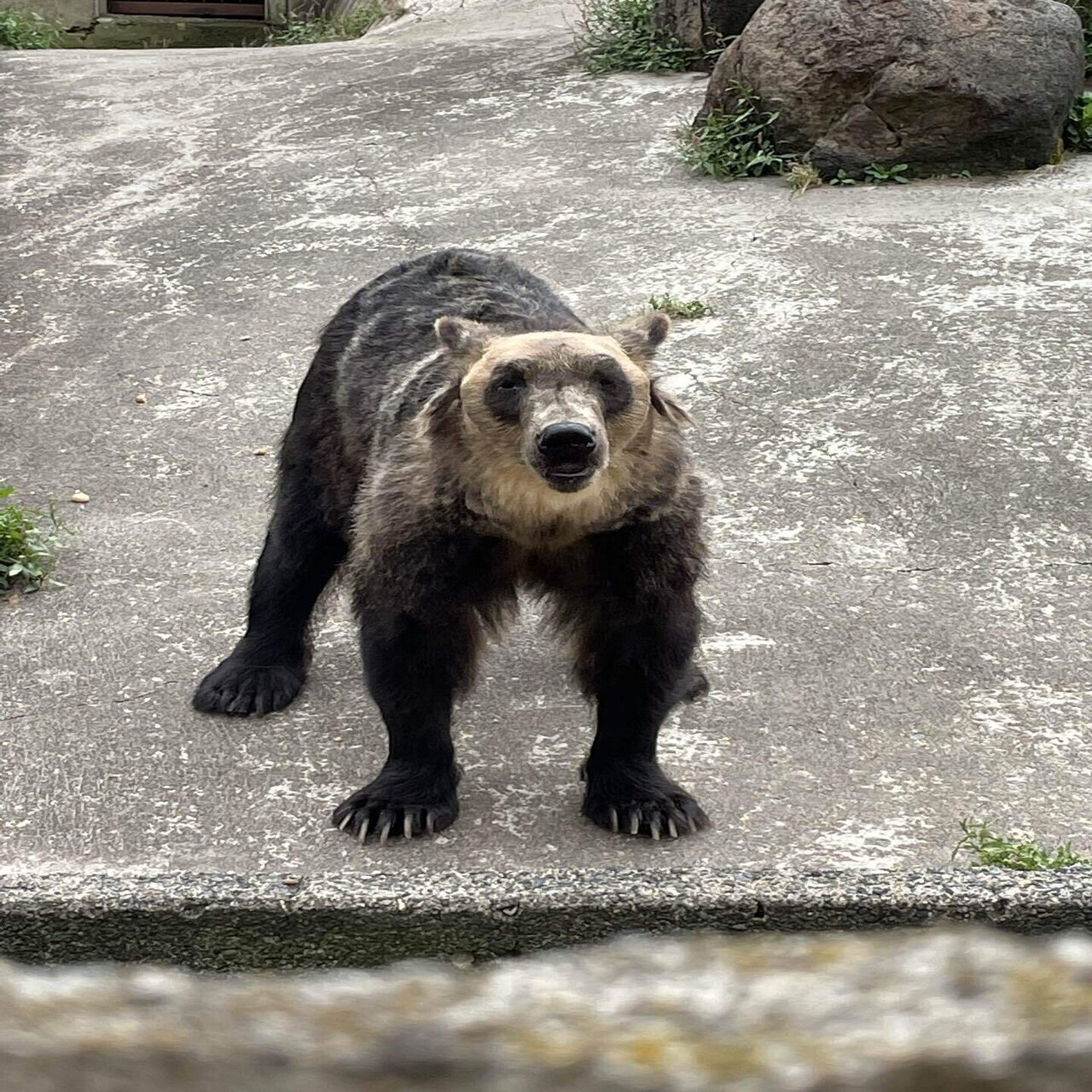 檻の中の狼 孤独 好奇心旺盛な願望 写真 無料ダウンロードのための画像 - Pngtree, image size:1280x1707