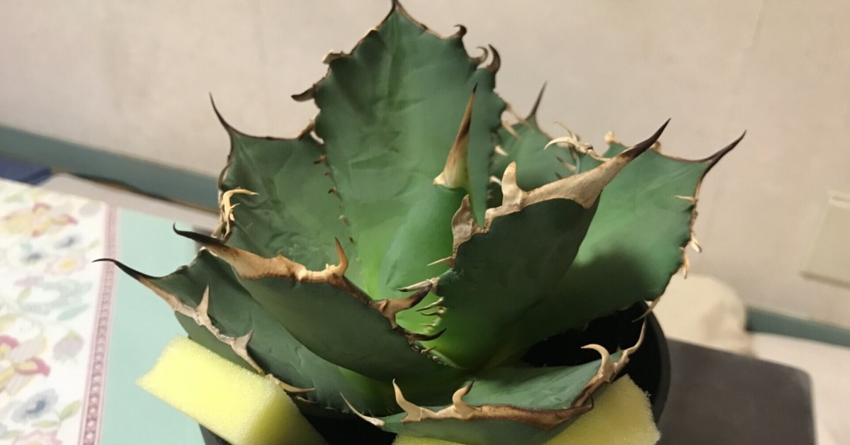 545【上澳園芸】 アガベ チタノタ shangao-001蝦蟇 LED管理株