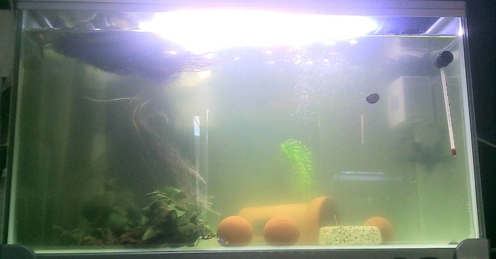 揺れる心 恋の悲しみ 楽しみ 玉虫ですよ Note