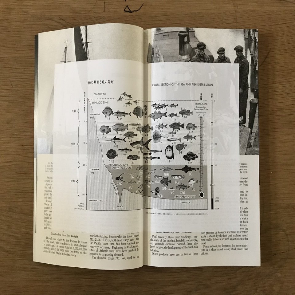 音楽のデザインをちゃんと見る サカナクション 魚図鑑 りゅーまち Note