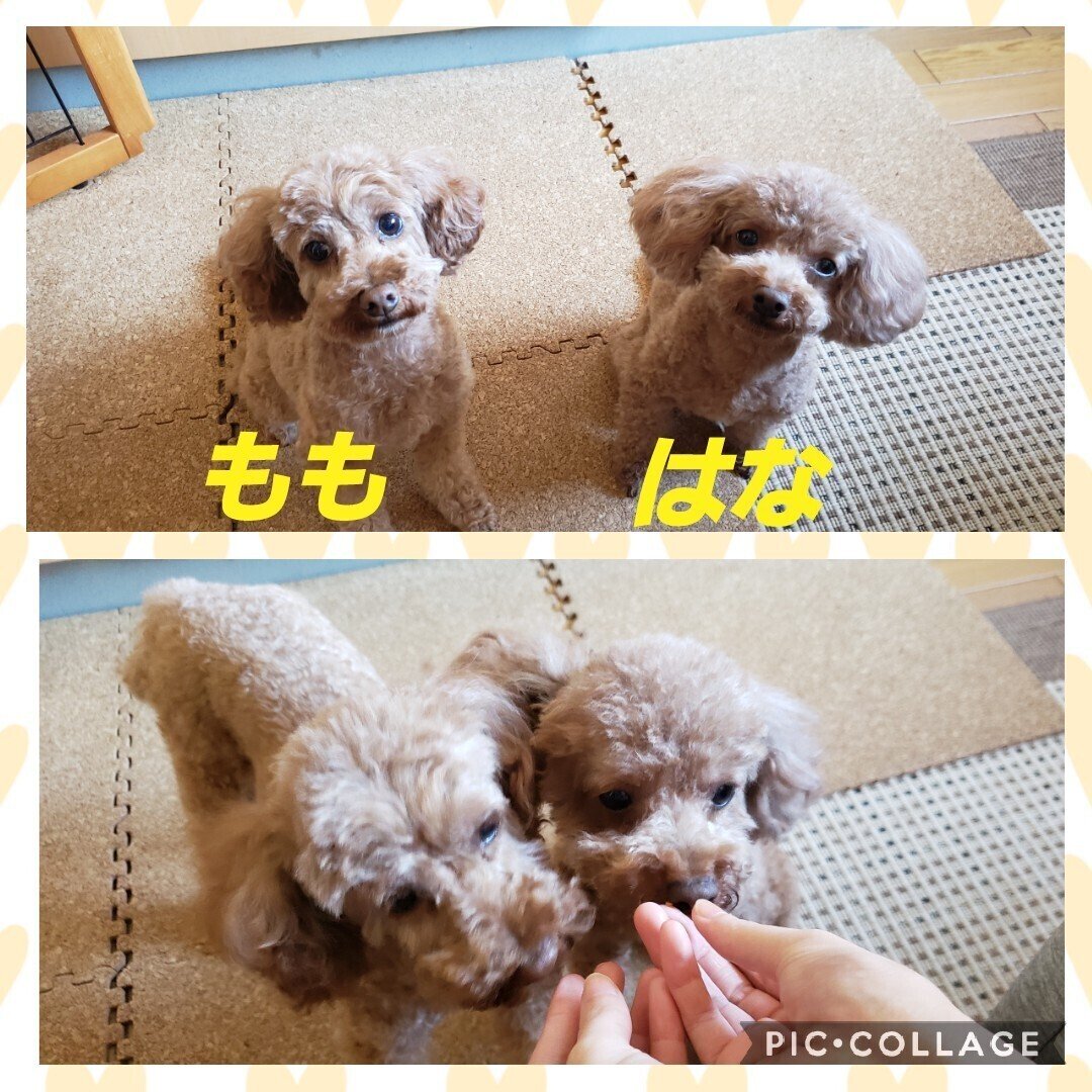 ウチの可愛い子ちゃんたち おやつを待つ つぶらな瞳 可愛すぎるぅ トイプードルレッド トイプードル多頭飼い トイプードル女の子 わんこのいる生活 まるち Note