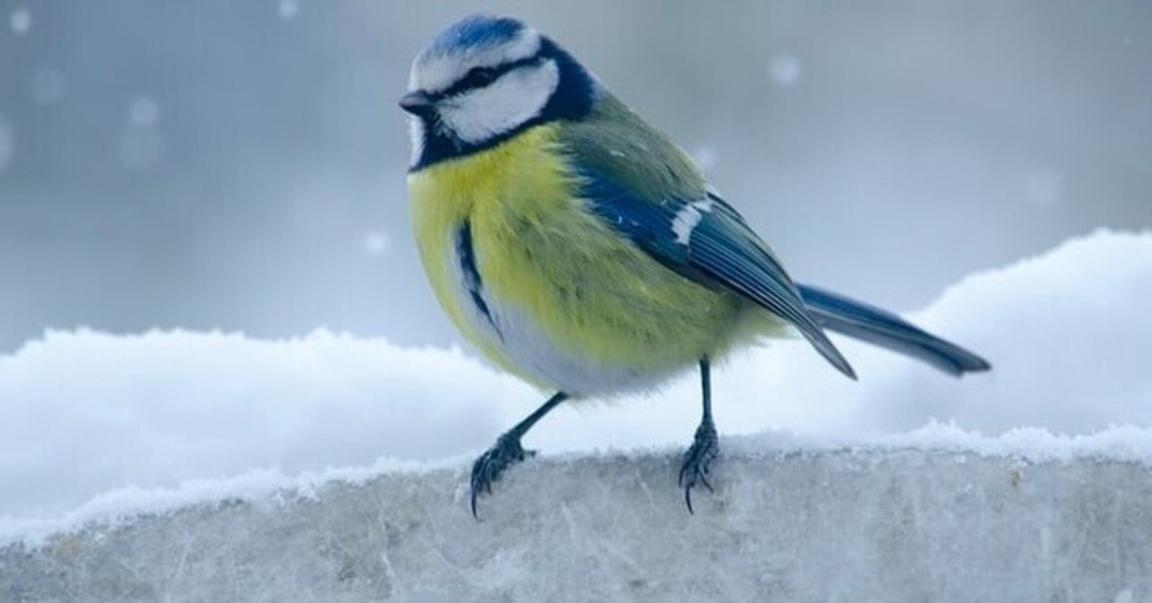 英語 Twitter社に対抗 インスタで今一番人気なのはあの鳥 ピノ Toeic英語と旅と時々美食 Note 英語 Twitter社に対抗 インスタで今一番人気なのはあの鳥 ピノ Toeic英語と旅と時々美食 Note