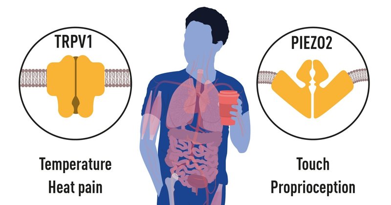 2021年ノーベル生理学医学賞解説「温度と触覚の受容体の発見」