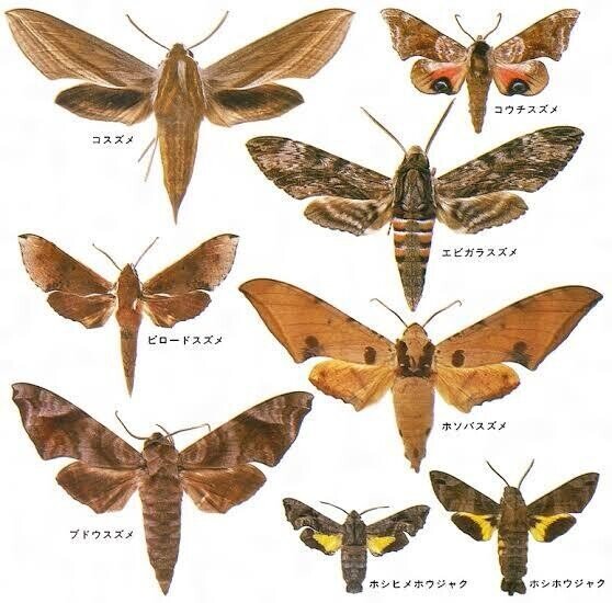 題名『幸運を呼ぶ蝶々』