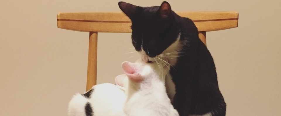 お酒でキスはやめようぜ Coko Note