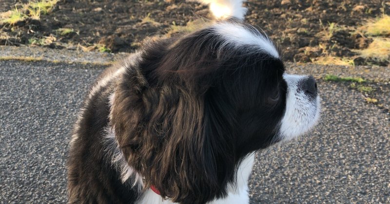 犬も ありがとう という うどん県でweb販促コンサルタント 大鹿 Note 犬も ありがとう という うどん県でweb販促コンサルタント 大鹿 Note