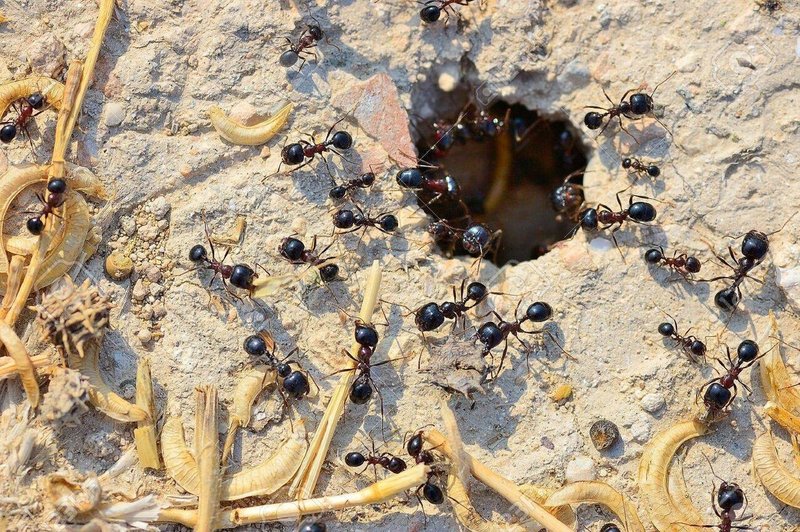 22073965-蟻の巣、蟻の周りの作業への入り口