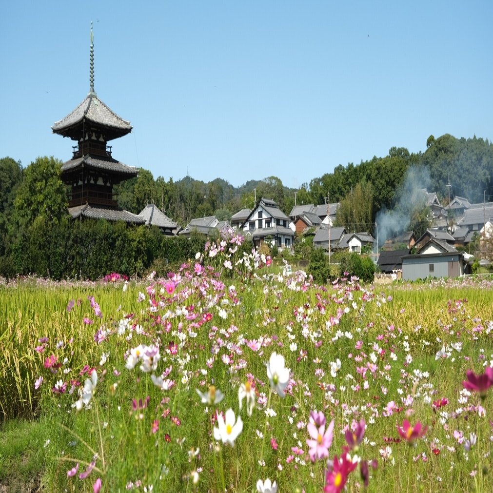 今日も法起寺でコスモスと過ごす Naratabi Note