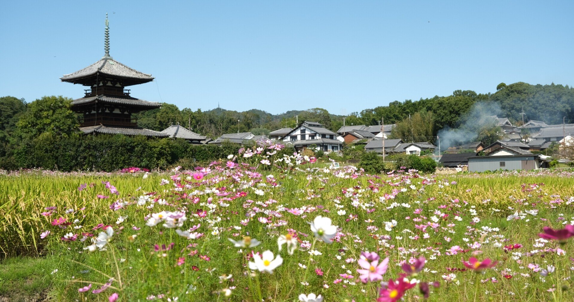 今日も法起寺でコスモスと過ごす Naratabi Note 今日も法起寺でコスモスと過ごす Naratabi Note