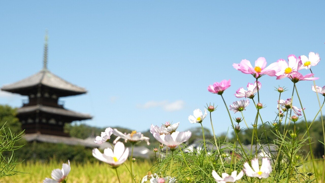今日も法起寺でコスモスと過ごす Naratabi Note 今日も法起寺でコスモスと過ごす Naratabi Note