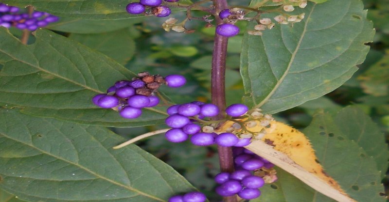 枯れ葉と紫の実のコンビネーションが美しかったので秋の装いをデザインしてみた やまもとゆうこ Note
