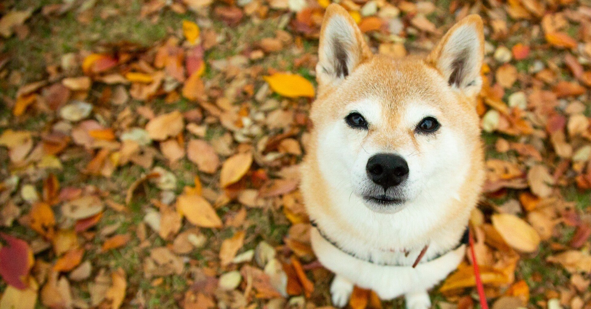 Mag 犬の撮影にフラッシュは絶対に使わないで Fuku Murakami Note