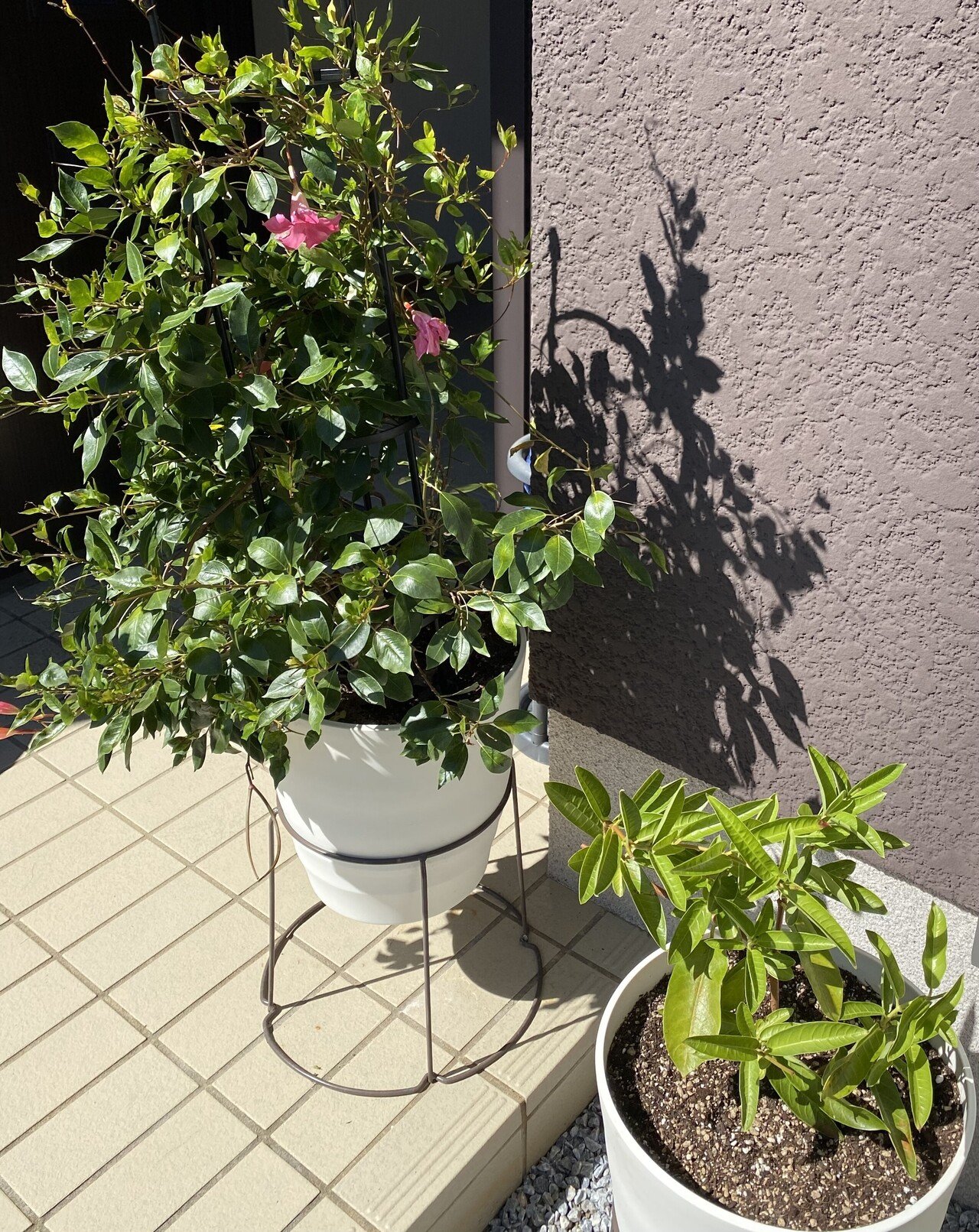 秋晴れはうれしいのですが まだまだ日中が暑いです サンパラソルも どんどん伸びております 今咲いているのはピンクですが 別の苗をゆずってもらいました 名前は サンパラソルジャイアント 白っぽい花 Megu Note