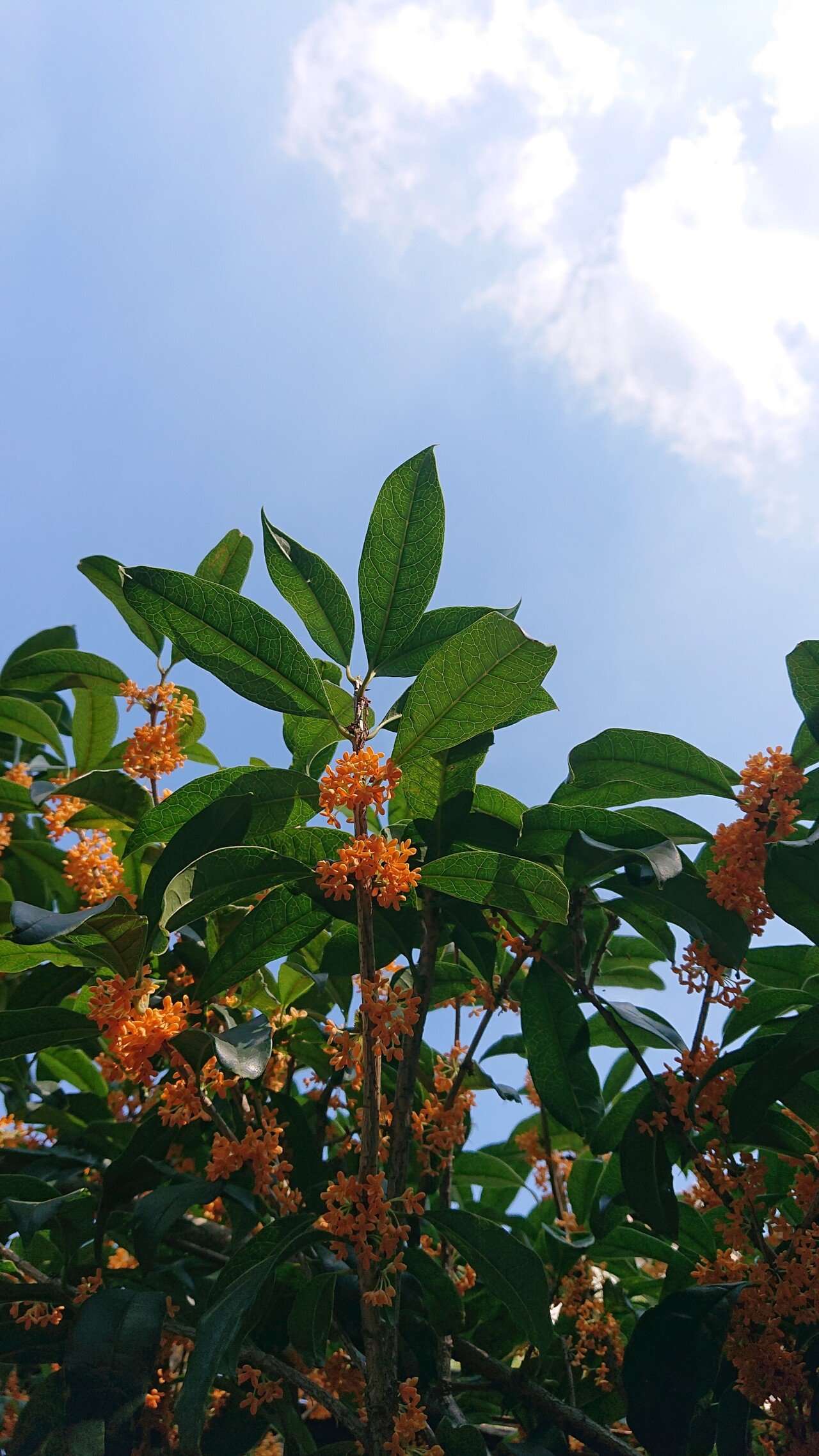 キンモクセイと秋の空 うのじ Note キンモクセイと秋の空 うのじ Note