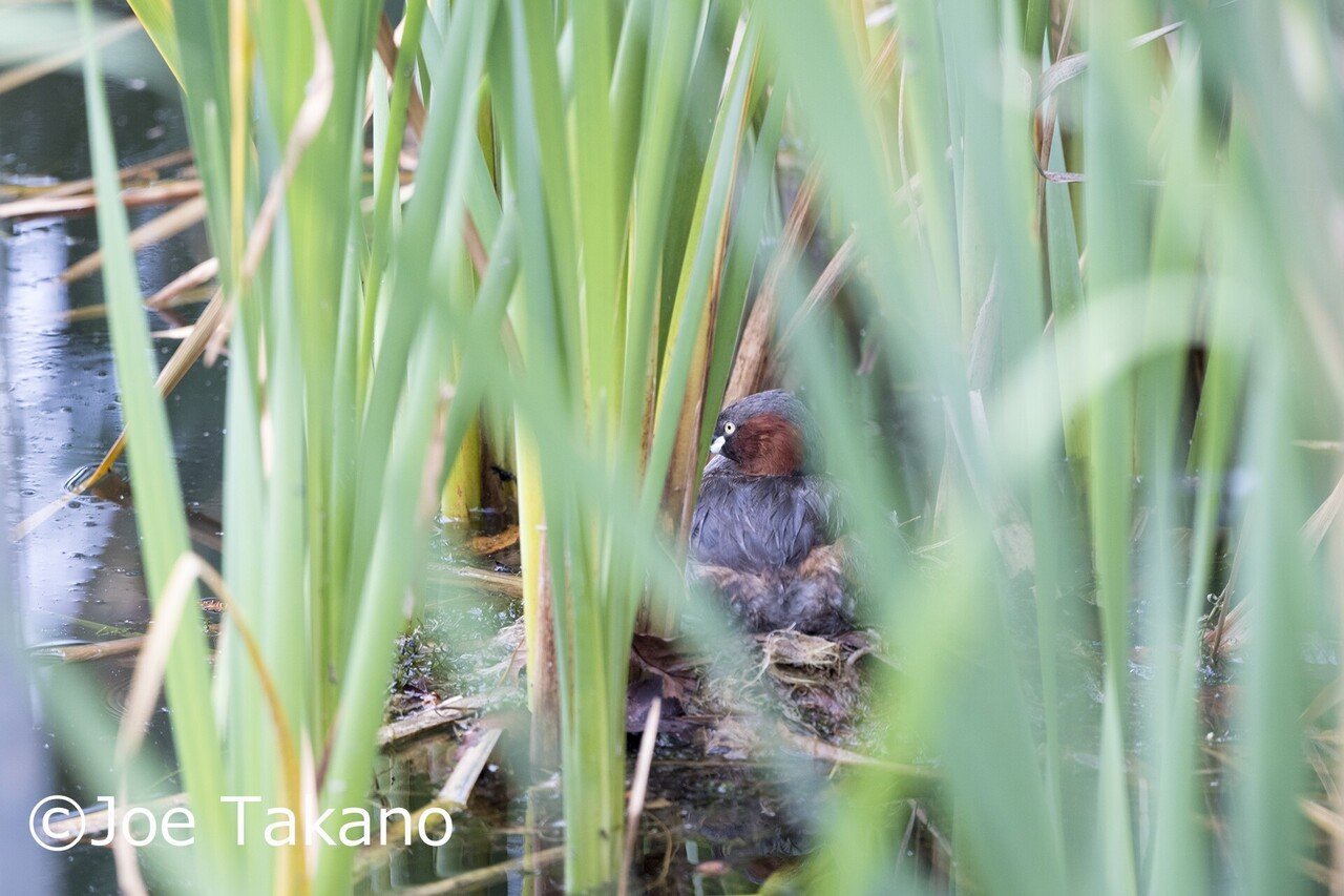 大人の自由研究 Vol 1 謎の卵の産みの親を追え 前編 高野丈 Note 大人の自由研究 Vol 1 謎の卵の産みの親を追え 前編 高野丈 Note