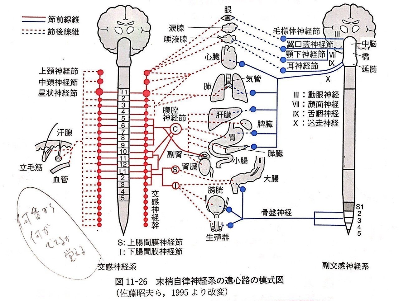 図説臨床整形外科講座〈第2巻〉頸椎・胸椎・胸郭 (1983年) 図説臨床整形外科講座〈第2巻〉頸椎・胸椎・胸郭 (1983年)
