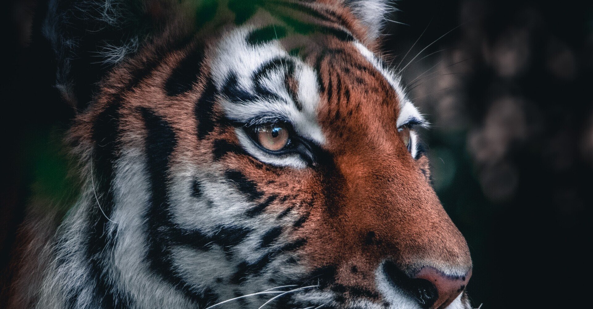 虎を飼いならす方がロバのモチベーションを上げるよりも良い 寺田京太 Keith キース スポーツ選手と親御さんの為の 身体の専門家 Note