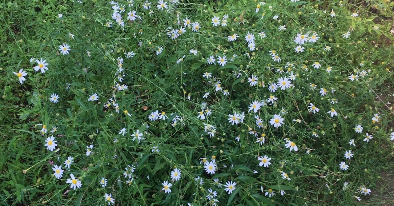 竜樹諒作品 ハローレディー を探して 大井夏代 Note 竜樹諒作品 ハローレディー を探して 大井夏代 Note