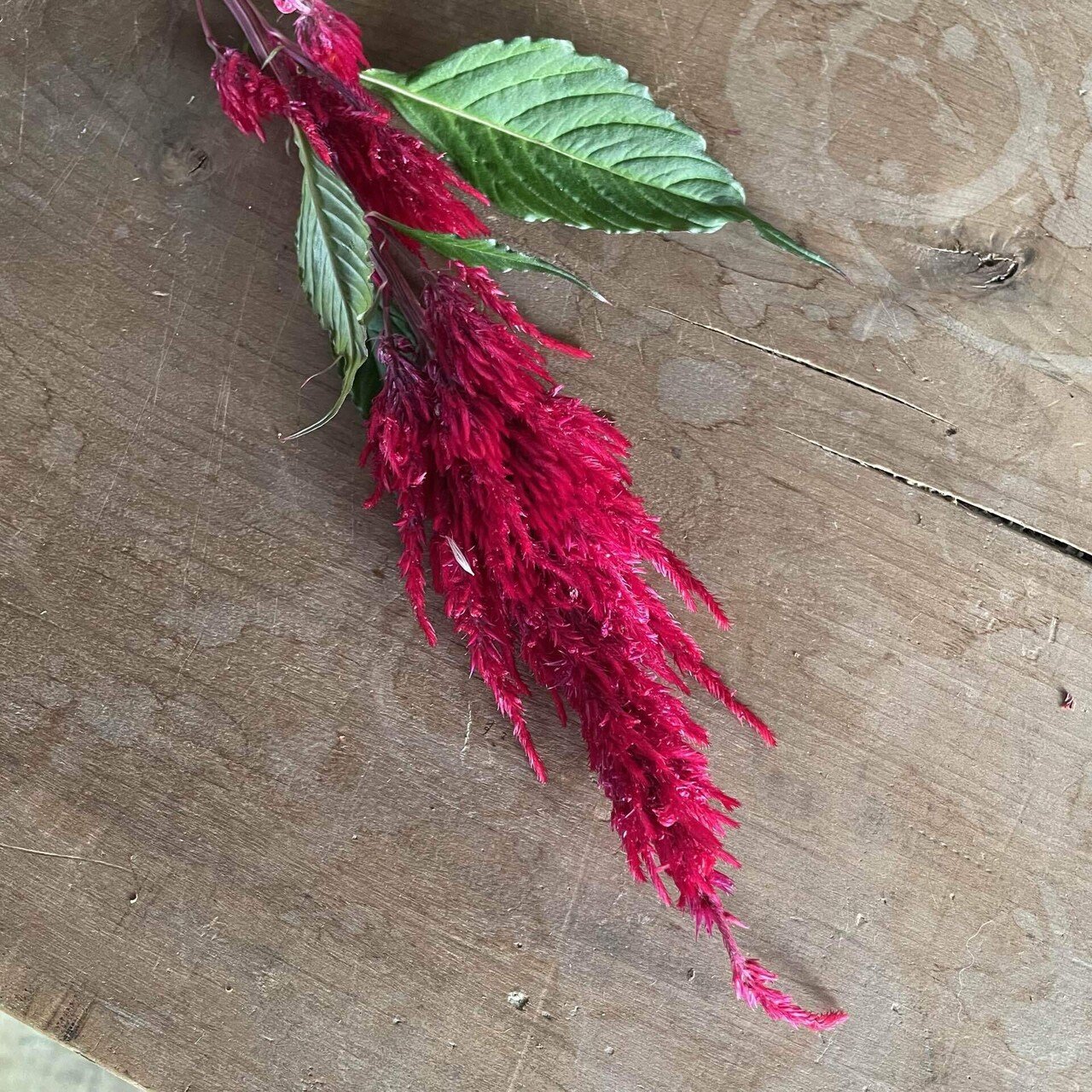 ドライフラワーにしやすいお花の定期便 10月号の紹介 Greenpiece Note ドライフラワーにしやすいお花の定期便 10月号の紹介 Greenpiece Note