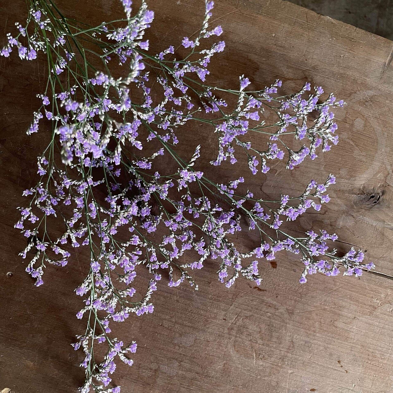 ドライフラワーにしやすいお花の定期便 １０月号の紹介 Greenpiece Note