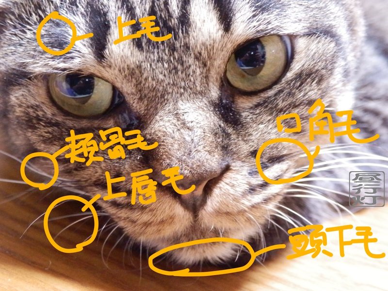 印刷 猫 ひげ ちぢれ 猫 ひげ 縮れ 白血病