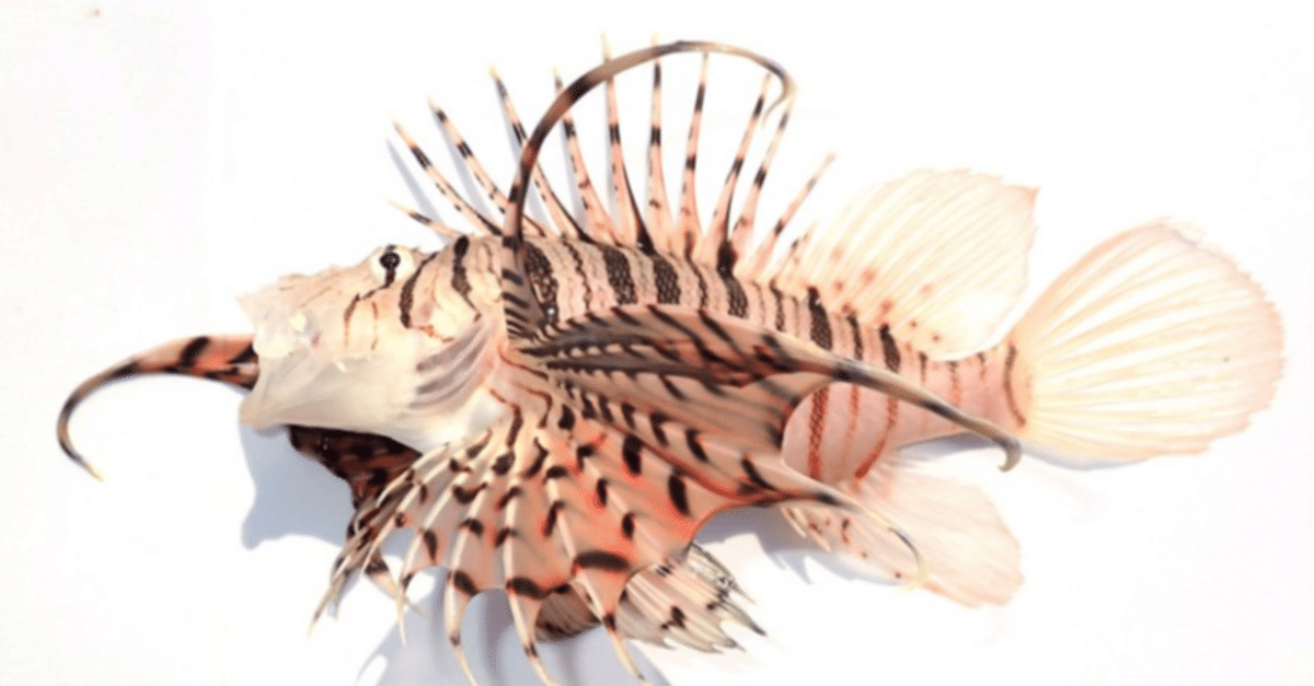 根付 色々 動物 魚 鳥 などなど 送料無料 根付 色々 動物 魚 鳥 など