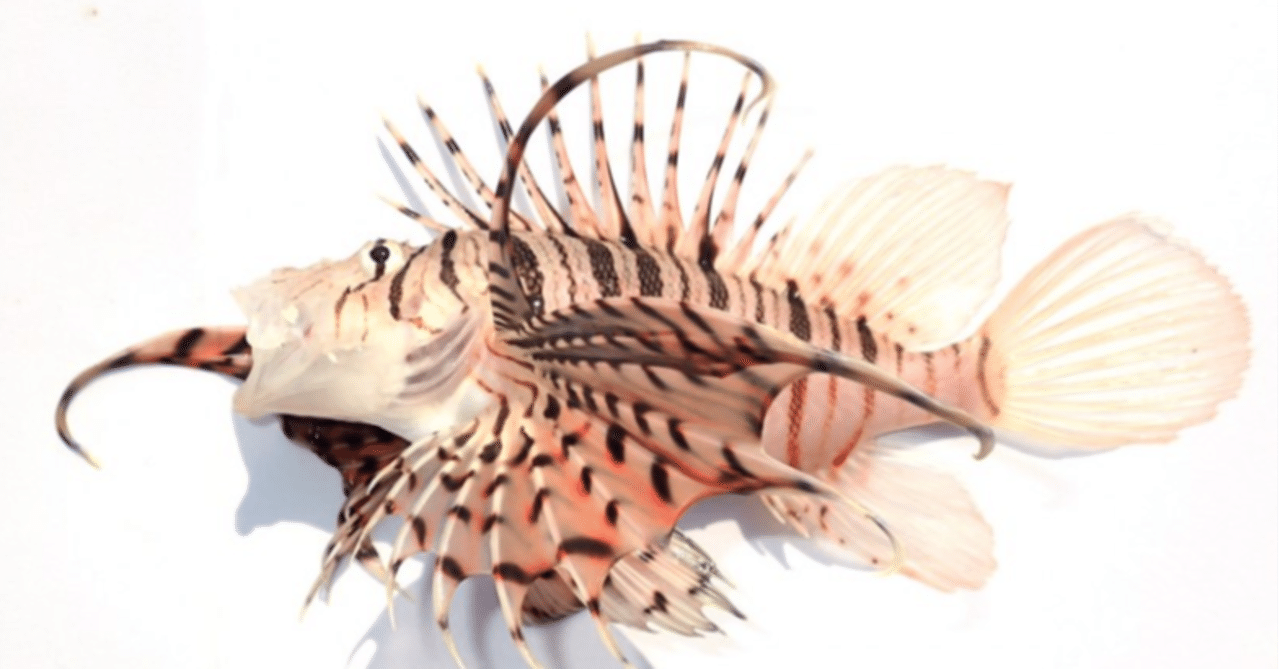 第1777回 鳥の名前が付く魚介類 ⑴｜翆野 大地