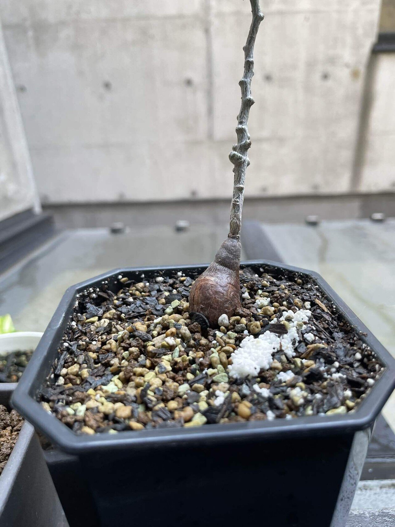 オペルクリカリア パキプス根差し コーデックス 塊根植物 オペルクリカリア パキプス 根差し (商品番号PP-60) | RISE