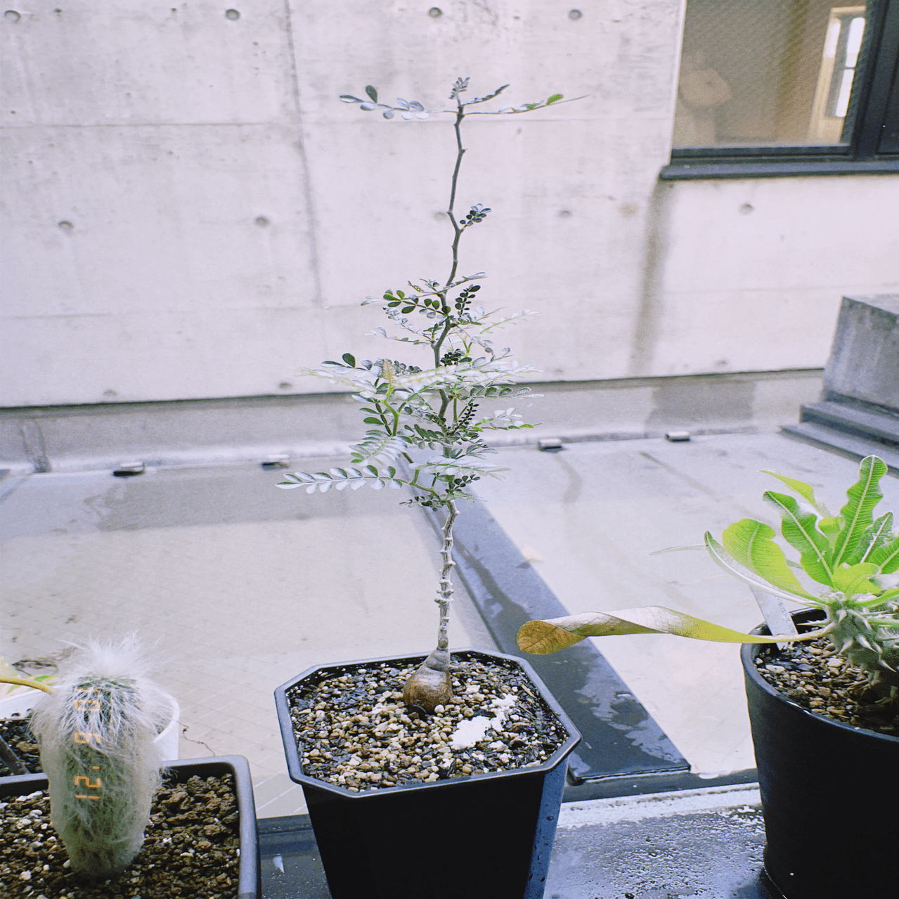 塊根の王 オペルクリカリア パキプス｜S (Varelser)