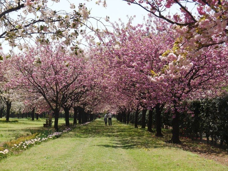 ＠日本花の会 桜見本園