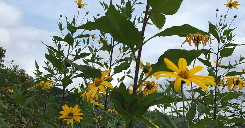 菊芋の花を食べる の新着タグ記事一覧 Note つくる つながる とどける