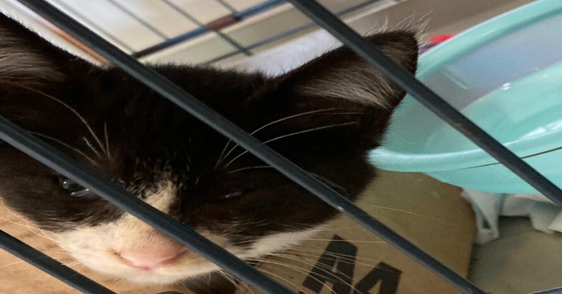 猫アレルギー」の新着タグ記事一覧｜note u2015u2015つくる、つながる、とどける。