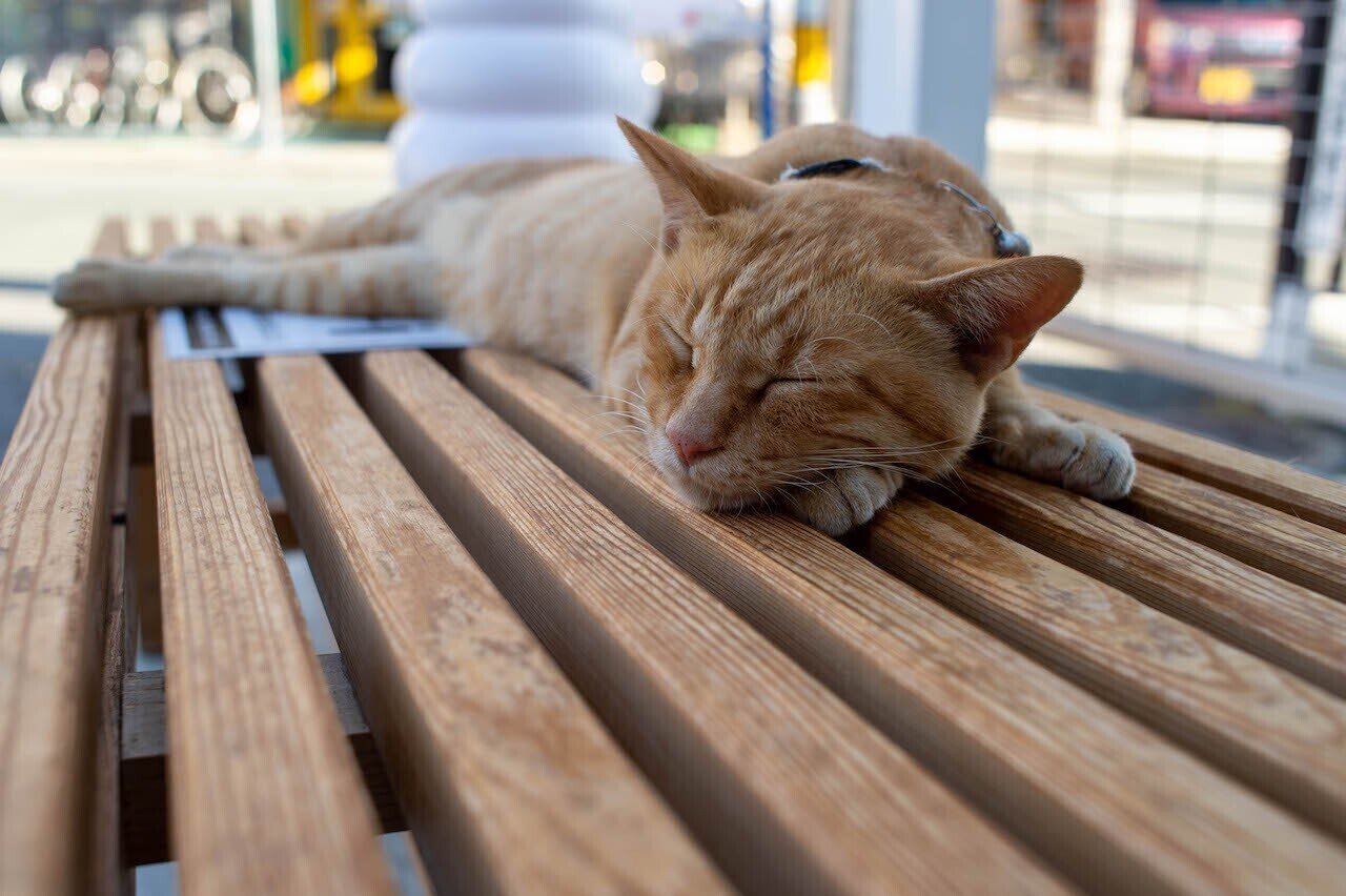 散歩写真 NIKKOR-O Auto 35mm f2|入里灯(いりひ) 散歩写真 NIKKOR-O Auto 35mm f2|入里灯(いりひ)