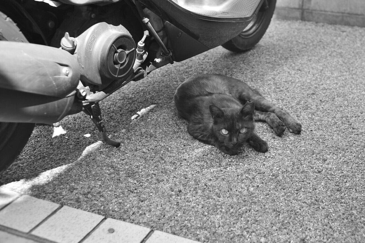 散歩写真 NIKKOR-O Auto 35mm f2|入里灯(いりひ) 散歩写真 NIKKOR-O Auto 35mm f2|入里灯(いりひ)