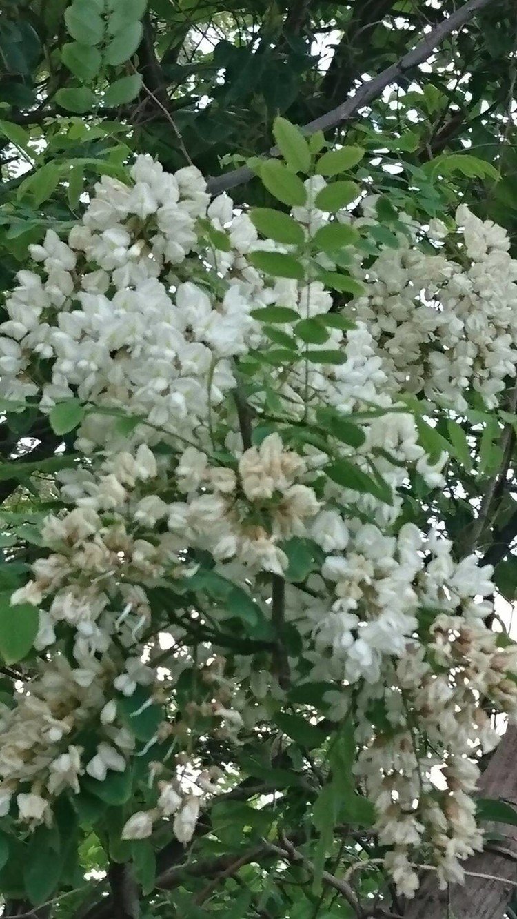 この時期、とても良い香りの花が咲く木です。　わかる方いらっしゃいますか？　
　#花の探偵局