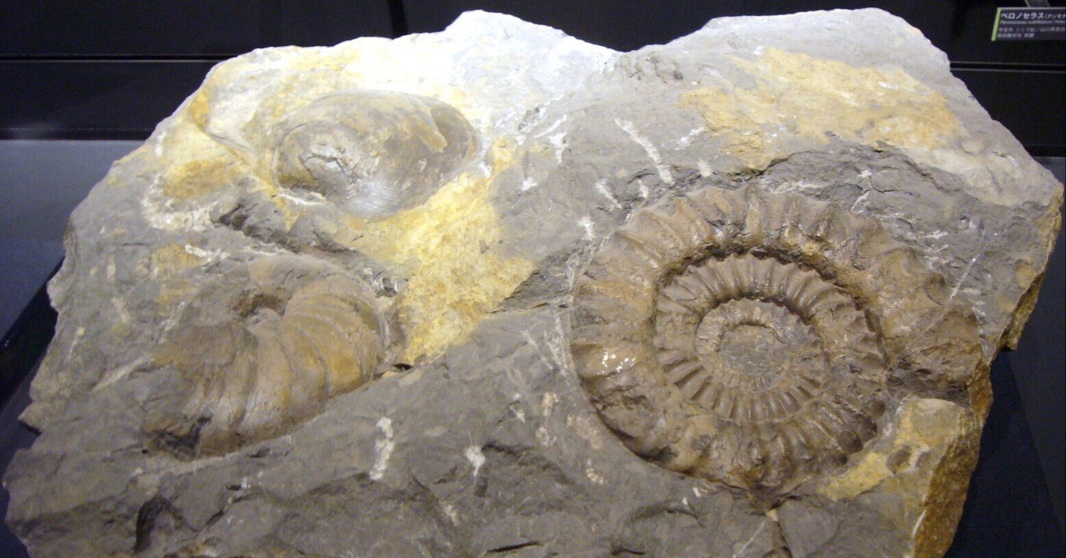 ＃星野道夫 51ZM5vGzTXL._AC_SY200_QL15_.jpg