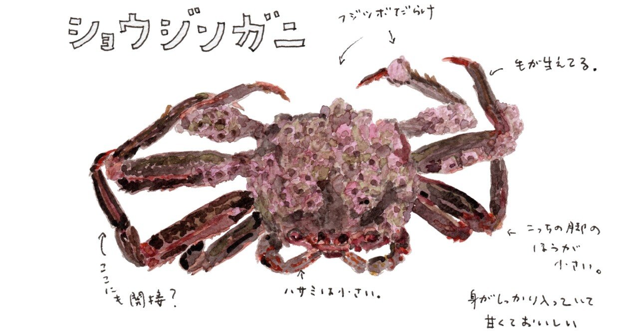 三浦半島釣り魚図鑑 ３ ショウジンガニ さんぽ絵ずし Note