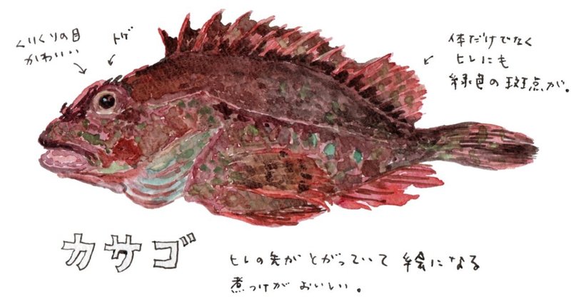 三浦半島で釣れる魚 ５ カサゴ さんぽ絵ずし Note