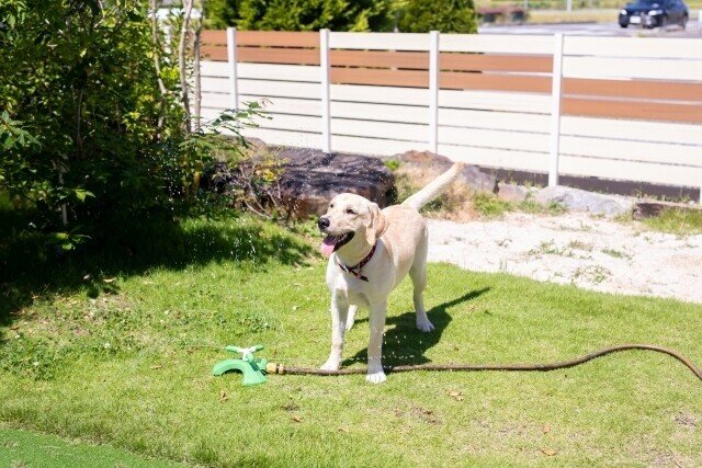 ドッグランの犬