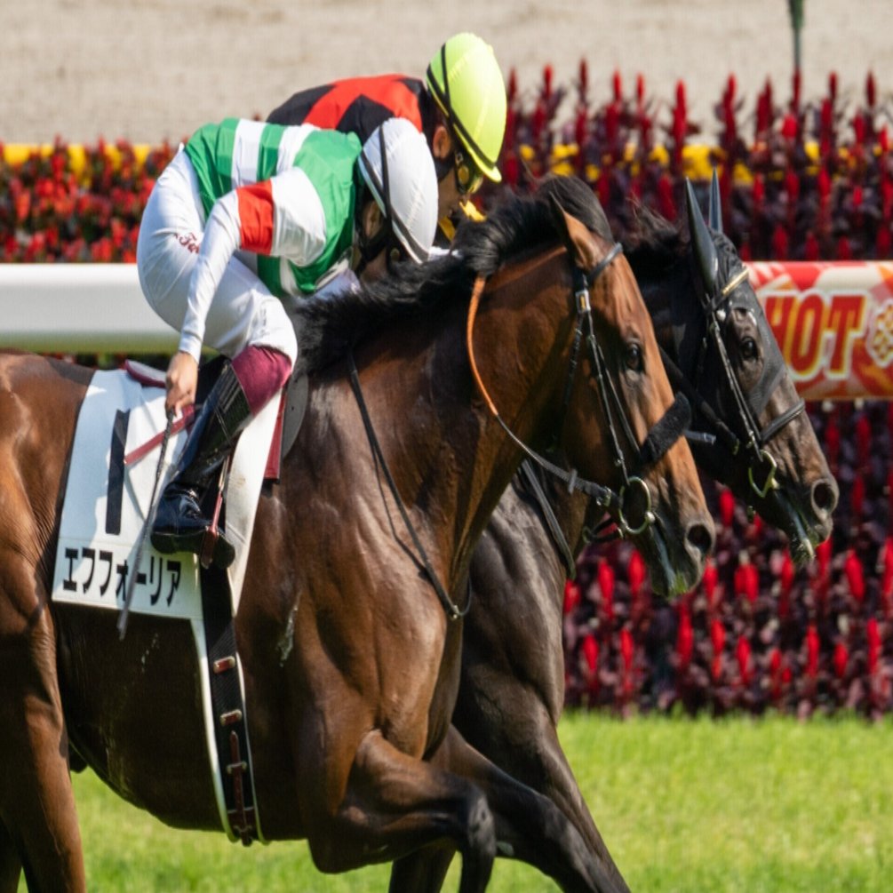 競馬を始めるなら今がチャンス 競馬場ではウマ娘たちの子孫がたくさん走っている ごま Note