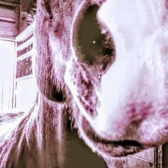 Pog アートハウス 新馬勝ち ぺく太 Note