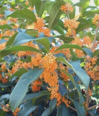 今日の花 10 7 キンモクセイ 花言葉 謙虚 気高い人 謙虚な人は誰からも好かれる それなのにどうして謙虚な人になろうとしないのだろうか トルストイ ひとこと 皆が簡単にできることではない そ だー Note