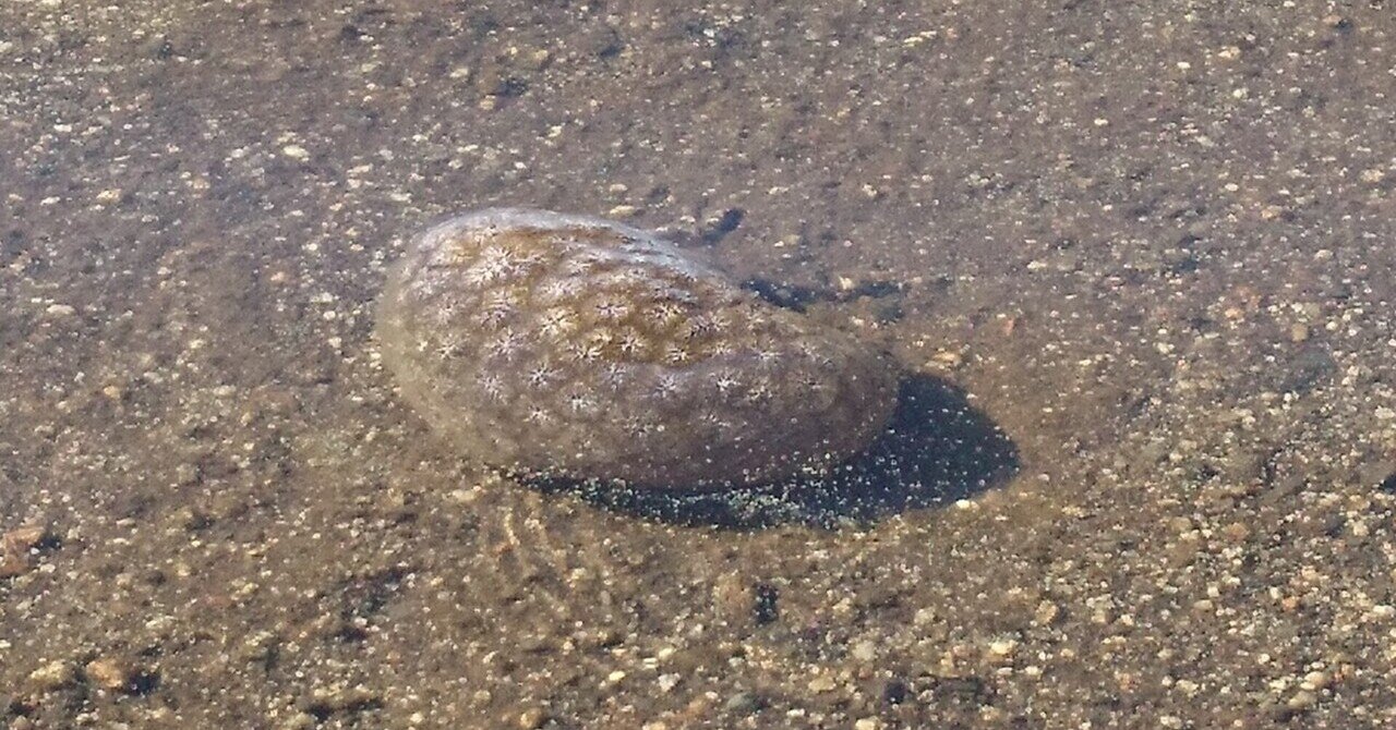 オオマリコケムシ の新着タグ記事一覧 Note つくる つながる とどける