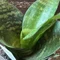 さか